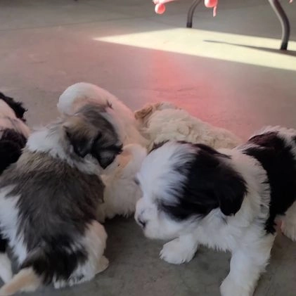 Havanese dogs for sale: Carson - Video 1