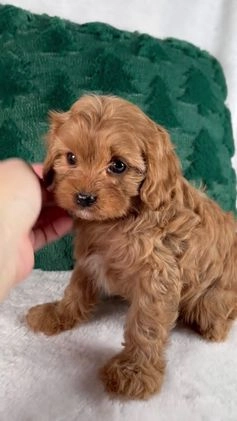 Cavapoo dogs for sale: Bailey - Video 1