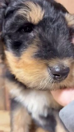 Mixed Breed dogs for sale: Logan - Video 1