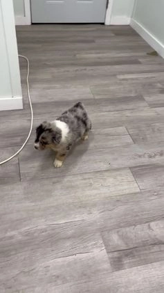 Australian Shepherd dogs for sale: Dakota - Video 1