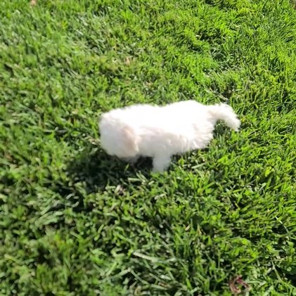 Maltese dogs for sale: Jordan - Video 1