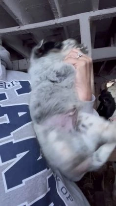 Australian Cattle Dog dogs for sale: Dancer - Video 1