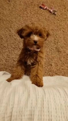 Havapoo dogs for sale: Ember 🌷👨‍👨‍👧‍👦💞🐕 - Video 1