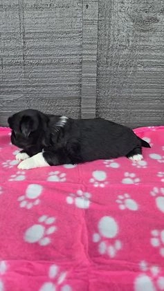 Pekingese dogs for sale: Wednesday  - Video 1