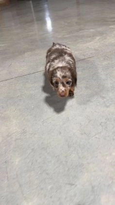 Miniature Dachshund dogs for sale: Raven - Video 1