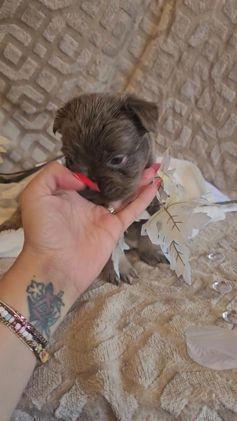 French Bulldog dogs for sale: Velour AKC Fluffy Carrier  - Video 3