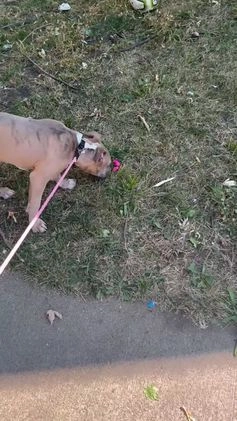 Mixed Breed dogs for sale: Mixed Breed Puppy 1 - Video 1