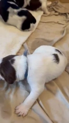 English Springer Spaniel dogs for sale: English Springer Spaniel Puppy 7 - Video 2