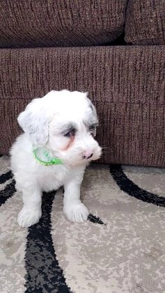 Mixed Breed dogs for sale: Sunny - Video 1