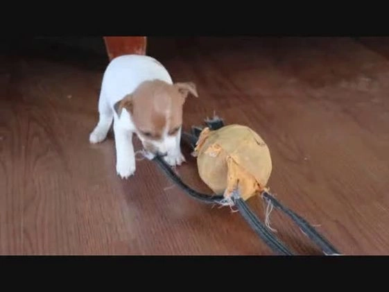 Jack Russell Terrier dogs for sale: Sierra - Video 1