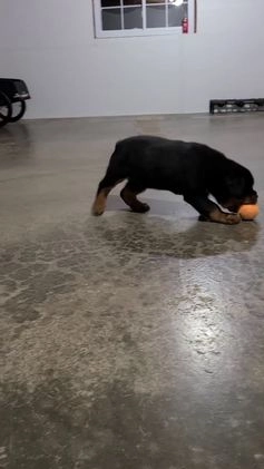 Rottweiler dogs for sale: Warrior  - Video 1