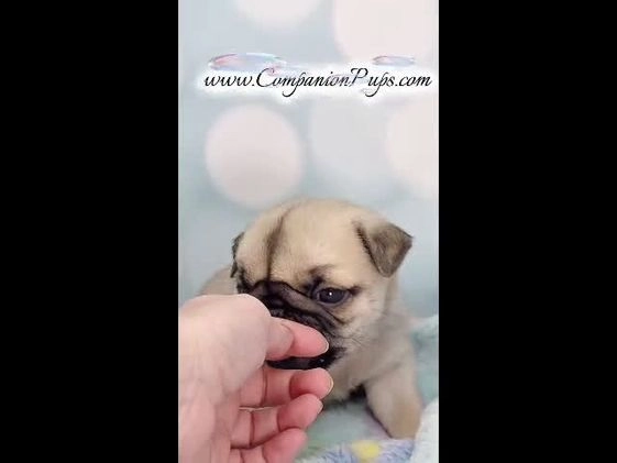 Pug dogs for sale: Excellent Christmas Present! - Silver Fawn Boy - Video 1