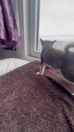 Alaskan Klee Kai dogs for sale: Alyssa - Video 4