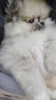 Pomeranian dogs for sale: chuty - Video 1