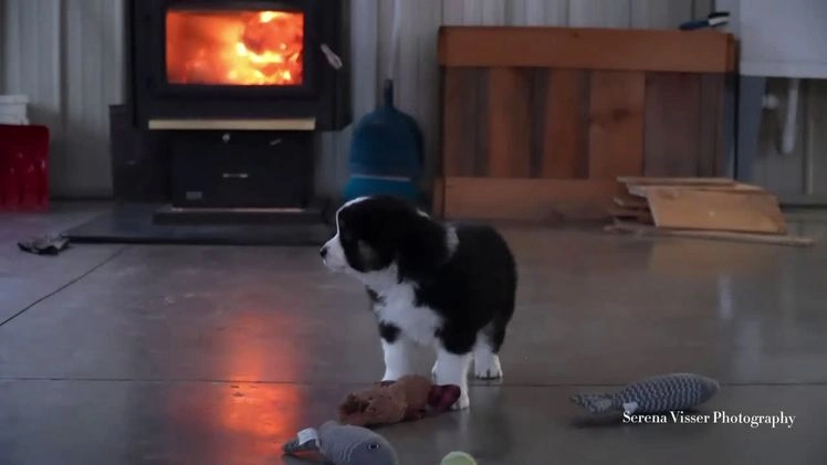 Australian Shepherd dogs for sale: Axel - Video 1