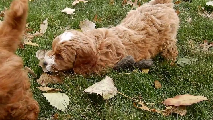 Mini Goldendoodle dogs for sale: Lulu - Video 1