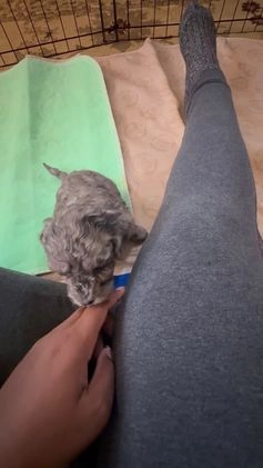 Mixed Breed dogs for sale: Ruddy - Video 1