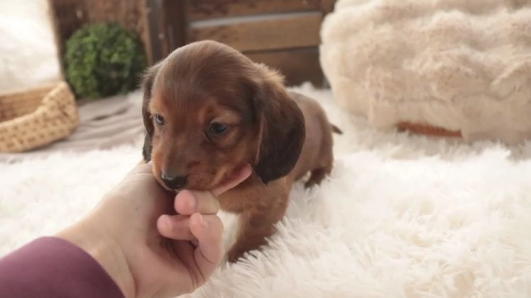 Miniature Dachshund dogs for sale: Gingerbread - Video 1