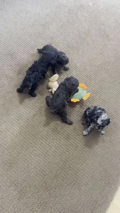 Toy Poodle dogs for sale: Lilly - Video 1