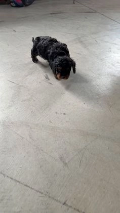 Cavapoo dogs for sale: Samson - Video 1