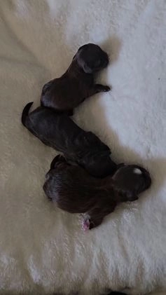 Shih Tzu dogs for sale: Shih Tzu Puppy 3 - Video 1