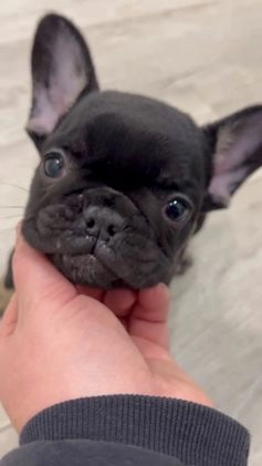 French Bulldog dogs for sale: Bella - Video 1