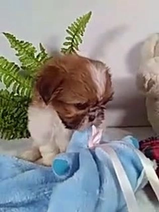 Shih Tzu dogs for sale: Cody - Video 1