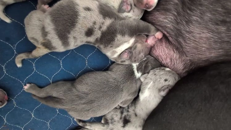 American Bully dogs for sale: American Bully Puppy 3 - Video 1