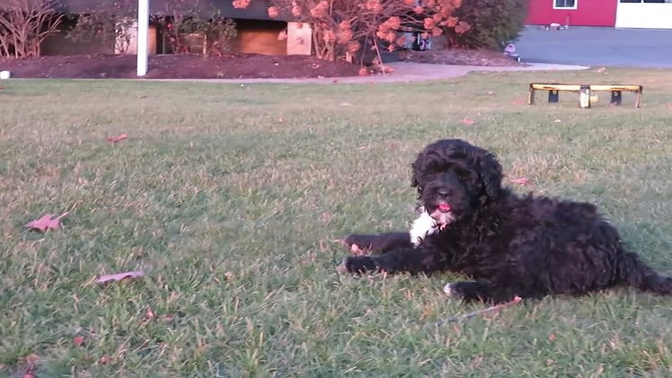 Portuguese Water Dog dogs for sale: Cody - Video 4