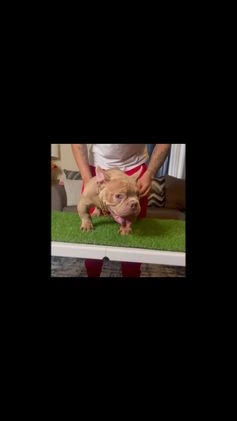 American Bully dogs for sale: American Bully Puppy 1 - Video 2