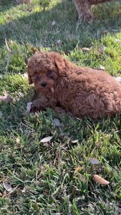 Cavapoo dogs for sale: Cavapoo Puppy 3 - Video 1