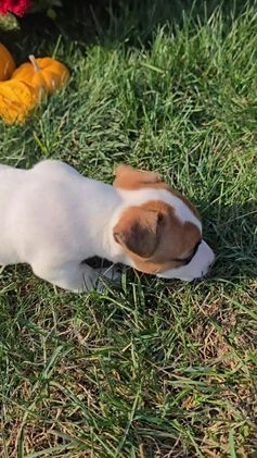 Jack Russell Terrier dogs for sale: Sugar - Video 1