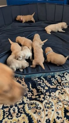 Golden Retriever dogs for sale: Golden Retriever Puppy 1 - Video 1