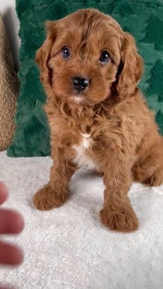 Cavapoo dogs for sale: Blake - Video 1