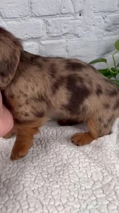 Miniature Dachshund dogs for sale: Mia - Video 1