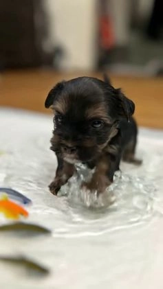 Yorkshire Terrier dogs for sale: Yorkshire Terrier Puppy 1 - Video 1