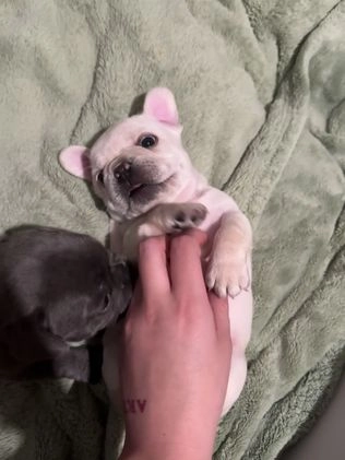 French Bulldog dogs for sale: Luca - Video 6