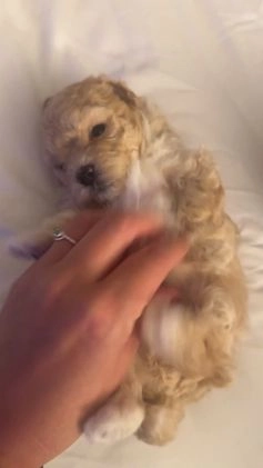 Maltipoo dogs for sale: Maltipoo Puppy 1 - Video 1