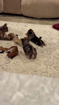 Yorkshire Terrier dogs for sale: Pixie - Video 2