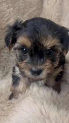 Morkie dogs for sale: Teddy - Video 1