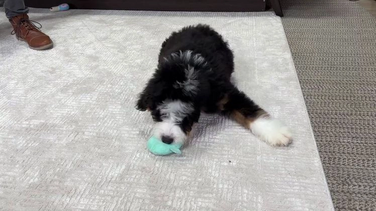 Mini Bernedoodle dogs for sale: Phoebe - Video 1