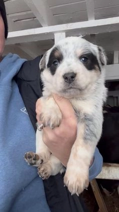 Australian Cattle Dog dogs for sale: Georgie - Video 1