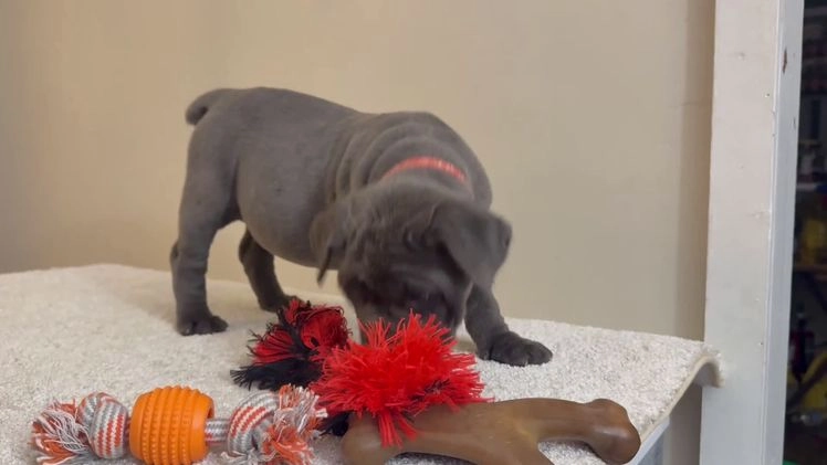 Cane Corso dogs for sale: Diamond - Video 1