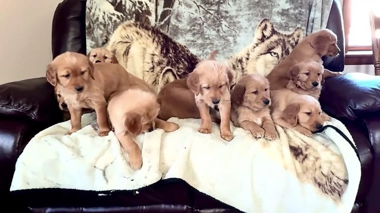 Golden Retriever dogs for sale: Elana - Video 1