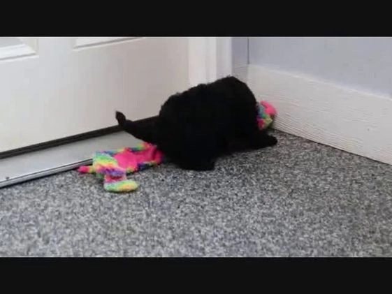 Mini Goldendoodle dogs for sale: Valentine - Video 3