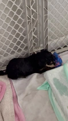 Standard Poodle dogs for sale: Standard Poodle Puppy 4 "lane" - Video 1