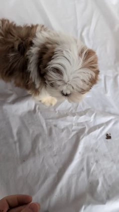 Shih Tzu dogs for sale: Mac - Video 1