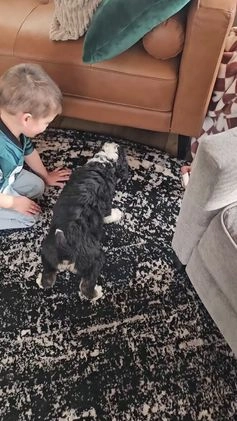 Mini Bernedoodle dogs for sale: Charlie  - Video 1