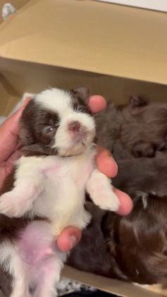 Shih Tzu dogs for sale: Choc - Video 2