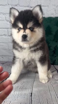 Pomsky dogs for sale: Gina - Video 1